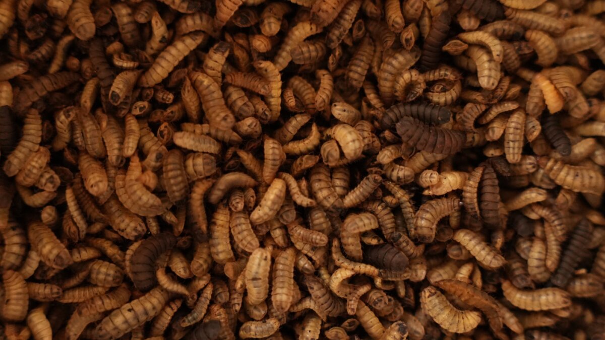 Food & Biodiversity in Action: learning from 10 journeys to sustainable futures